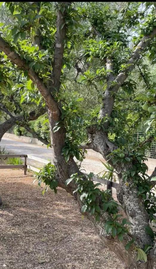 Farm stay Casale Torre San Magno